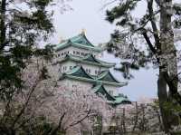 名古屋天守閣賞櫻美景