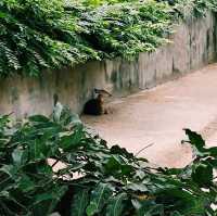 家族で楽しめるインド最大級の動物園🦌