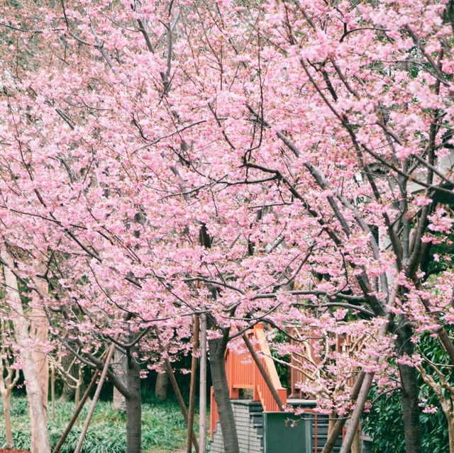 Shanghai Gucun Park  