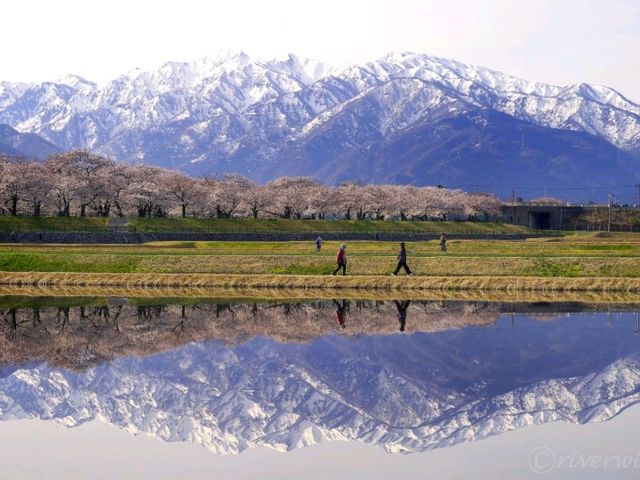 【富山県】立山連峰と春の風物詩「あさひ舟川　春の四重奏」