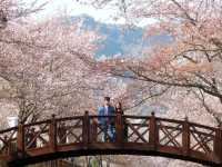 釜山4月鎮海櫻花節