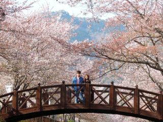 釜山4月鎮海櫻花節