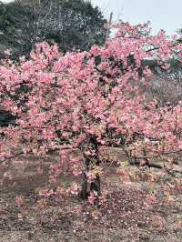 🌸 Sakura Blooming at Shinjuku Gyoen National Garden 🌸