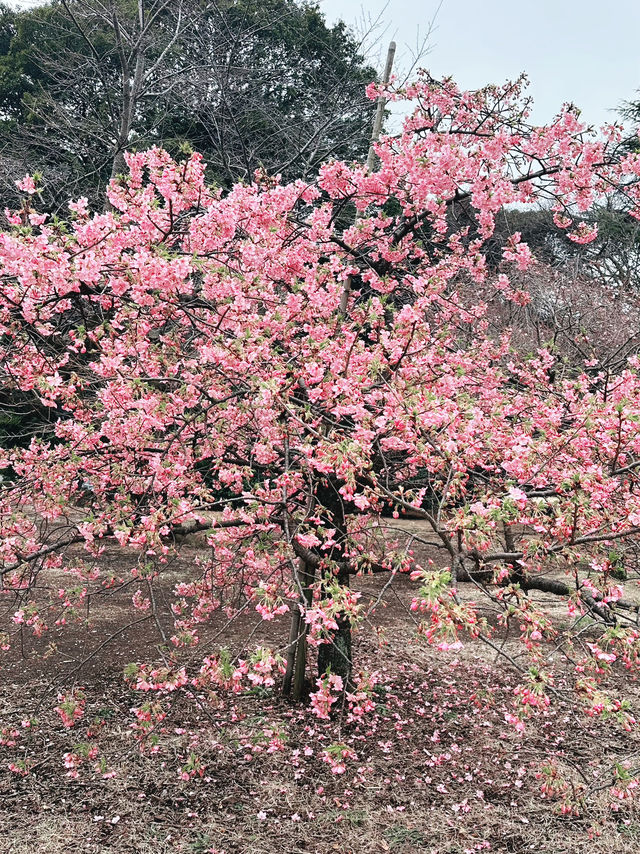 🌸 Sakura Blooming at Shinjuku Gyoen National Garden 🌸