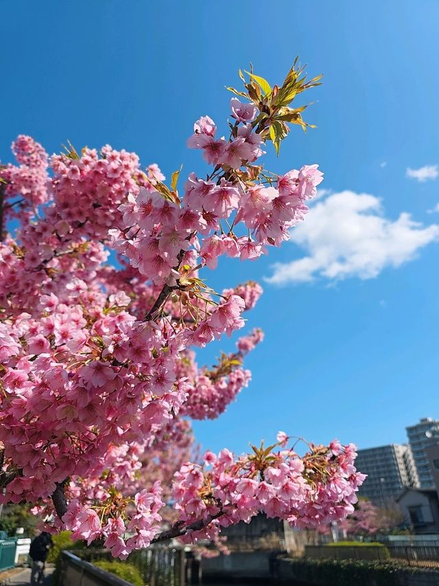 春日浪漫：東京木場公園的河津櫻與晴空塔的夢幻邂逅