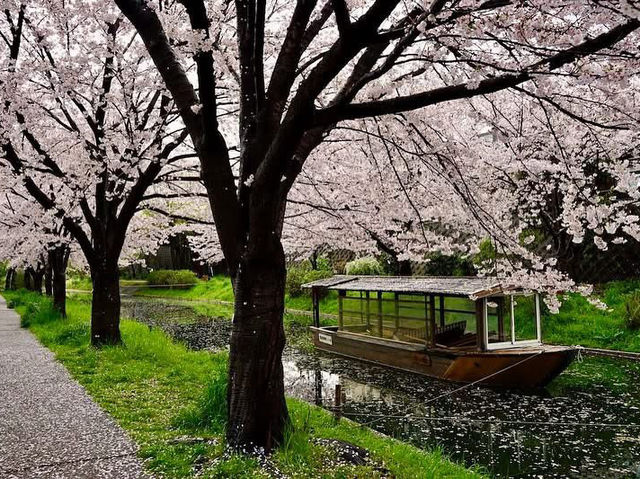 Chasing Sakura at Jikkokubune Canal Cruise