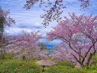 Chasing Sakura at Hosshin Park in Kurume City