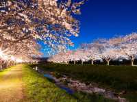 Chasing Sakura at Kusaba River Fukuoka at Night