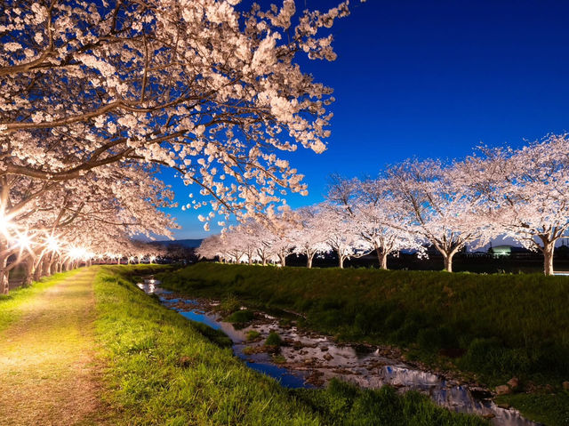 Chasing Sakura at Kusaba River Fukuoka at Night