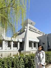 An Unexpected Delight: Cherry Blossoms at Henan Museum on Our First Day Trip