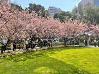 Jing’an Sculpture Park: A Futuristic Hanami Experience