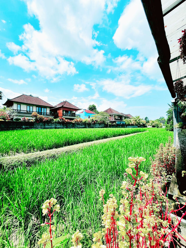 Spring Dine next to Paddy Field: Fuzion