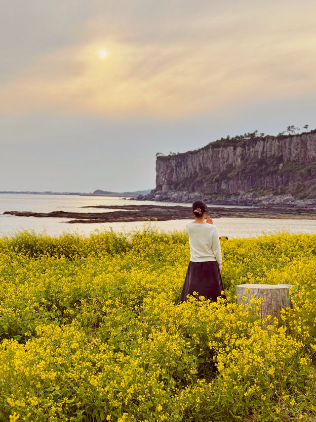 지금 제주엔 유채꽃 천국🌼🌼