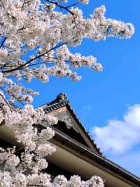 嵐山隱世賞樱秘境🌸車折神社⛩️