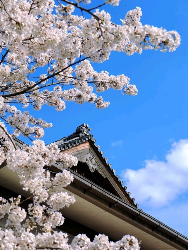 嵐山隱世賞樱秘境🌸車折神社⛩️