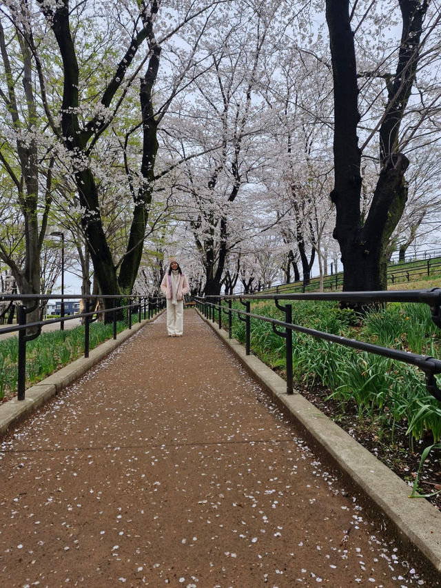 Sakura in grandberry park!!