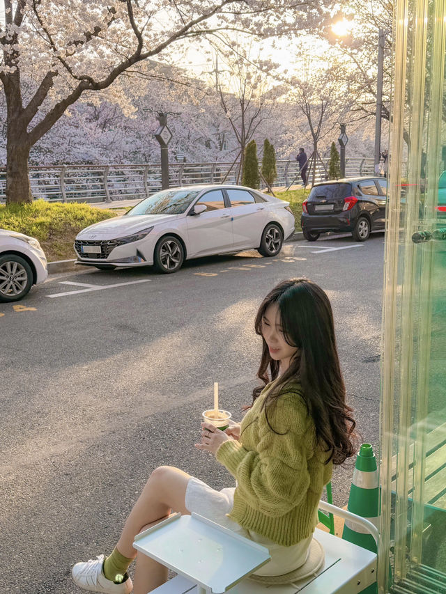 벚꽃이 한가득 보이는 벚꽃길 바로 옆 카페, 샷로스터스