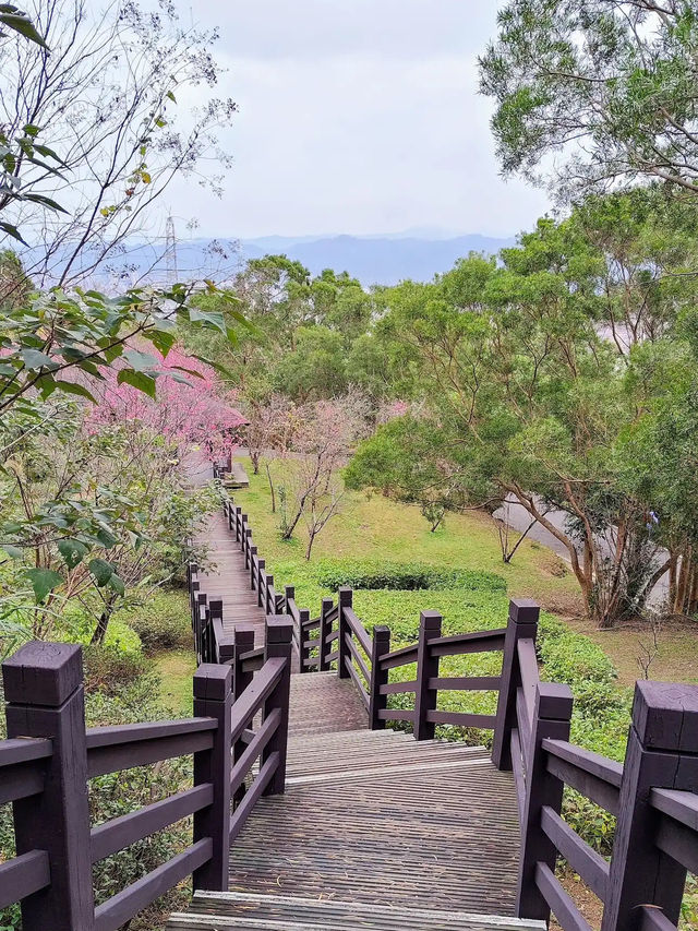 🌸** 豐富的自然景觀與迷人的櫻花林步道**🌸