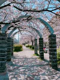 【福岡】川縁から見上げる桜のトンネル🌸