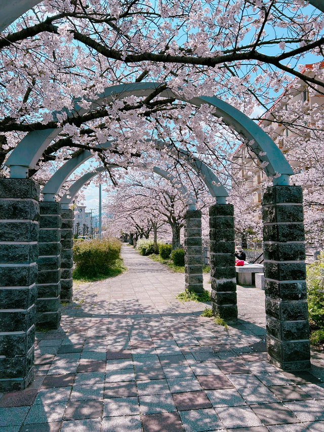 【福岡】川縁から見上げる桜のトンネル🌸