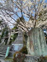 【山口グルメ】和カフェ大貫・山口の桜
