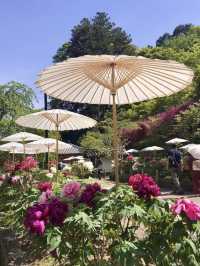 Spring in Full Bloom! Hasedera Temple