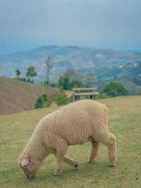 🇹🇭치앙라이에서 힐링 한모금, Akha FarmVille🇹🇭