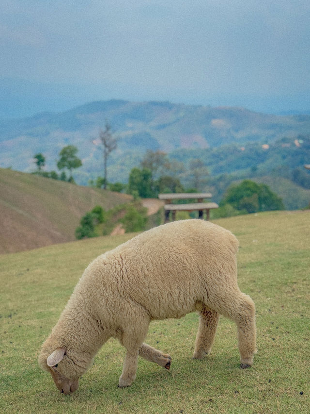 🇹🇭치앙라이에서 힐링 한모금, Akha FarmVille🇹🇭