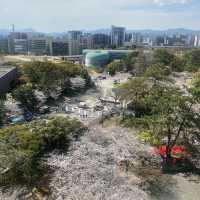 【福岡県北九州市小倉🇯🇵小倉城】桜🌸を見ながらお城散策