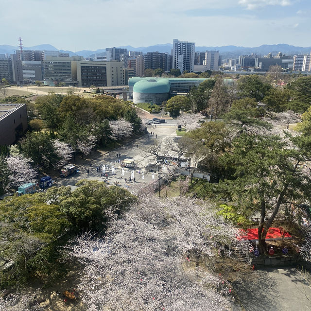 【福岡県北九州市小倉🇯🇵小倉城】桜🌸を見ながらお城散策