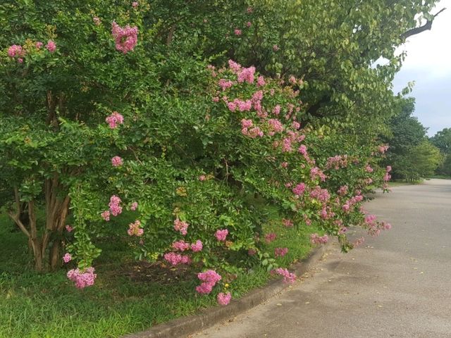 [🇯🇵京都] 花に癒されるひととき、京都府立植物園を訪れてみませんか？