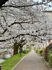 [富山旅行]さくら名所100選の松川付近で桜堪能🌸