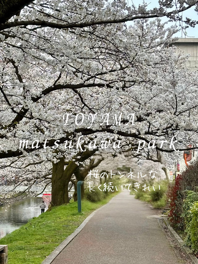 [富山旅行]さくら名所100選の松川付近で桜堪能🌸