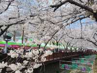 “Jinhae in Bloom: A Spring Symphony of Cherry Blossoms”