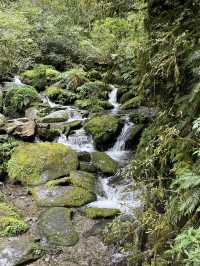【拉拉山森林園區】走進雲霧中的神木秘境