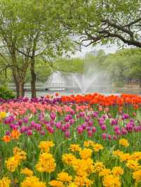 그냥 산책하러 갔는데… 완전 튤립축제🌼