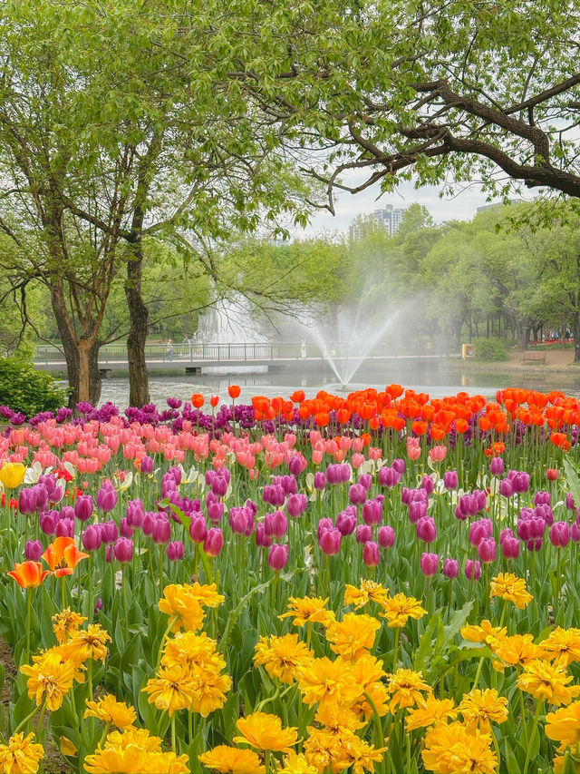 그냥 산책하러 갔는데… 완전 튤립축제🌼