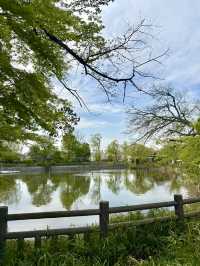 A Peaceful Spring Walk at Himonya Park🍃
