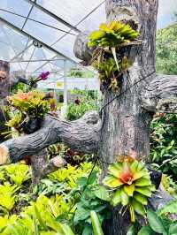 “KL’s Green Jewel: Explore Perdana Botanical Garden”