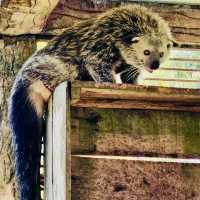Safari Lagoi Bintan: A Wildlife Sanctuary