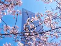Chasing Sakura at Songdo Central Park