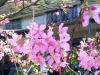 汐止大尖山步道，賞櫻兼健行半日遊 Go