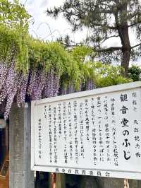 Wisteria in Full Bloom at Teishoji Temple