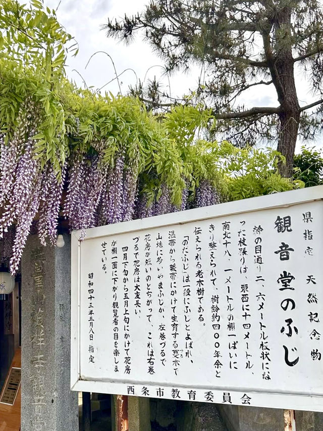 Wisteria in Full Bloom at Teishoji Temple