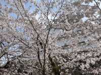 Tsuruga Castle Park Cherry Blossoms – Fukushima’s Pink Samurai Stronghold