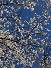 Pure cherry blossom bliss 🌸