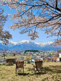 Wild Cherry Blossoms🌸 Off-Peak Serenity
