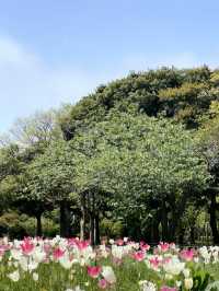 🩵日本福岡藍色花海🩵
