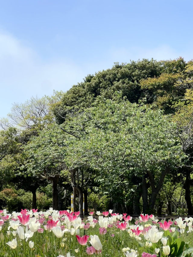 🩵日本福岡藍色花海🩵