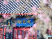  “Campus in Bloom: The Cherry Blossom Charm of Shanzhou University”
